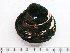  ( - HMSC174-01470)  @11 [ ] by-nc-sa  Unspecified Huntsman Marine Science Centre