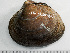  ( - HMSC174-01472)  @11 [ ] by-nc-sa  Unspecified Huntsman Marine Science Centre