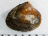  ( - HMSC174-01481)  @11 [ ] by-nc-sa  Unspecified Huntsman Marine Science Centre