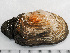  ( - HMSC174-01515)  @11 [ ] by-nc-sa  Unspecified Huntsman Marine Science Centre