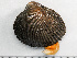  ( - HMSC174-01563)  @11 [ ] by-nc-sa  Unspecified Huntsman Marine Science Centre