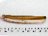  (Ensis terranovensis - HMSC174-01647)  @11 [ ] by-nc-sa  Unspecified Huntsman Marine Science Centre