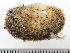  ( - HMSC174_01811)  @11 [ ] by-nc-sa  Unspecified Huntsman Marine Science Centre
