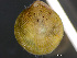  ( - HMSC174_01861)  @11 [ ] by-nc-sa  Unspecified Huntsman Marine Science Centre