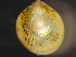  ( - HMSC174_01919)  @11 [ ] by-nc-sa  Unspecified Huntsman Marine Science Centre