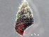  (Bittiolum - HMSC174_02995)  @11 [ ] by-nc-sa  Unspecified Huntsman Marine Science Centre
