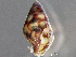  ( - HMSC174_02996)  @11 [ ] by-nc-sa  Unspecified Huntsman Marine Science Centre