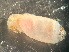  ( - HMSC174_03043)  @11 [ ] by-nc-sa  Unspecified Huntsman Marine Science Centre
