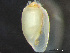  ( - HMSC174_03045)  @11 [ ] by-nc-sa  Unspecified Huntsman Marine Science Centre
