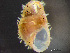  ( - HMSC174_03149)  @11 [ ] by-nc-sa  Unspecified Huntsman Marine Science Centre