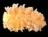  ( - HMSC174_03170)  @11 [ ] by-nc-sa  Unspecified Huntsman Marine Science Centre