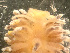  ( - HMSC174_03170)  @11 [ ] by-nc-sa  Unspecified Huntsman Marine Science Centre