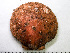  ( - HMSC174-03538)  @11 [ ] by-nc-sa  Unspecified Huntsman Marine Science Centre