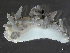  (Coryphellidae - HMSC174-03550)  @11 [ ] by-nc-sa  Unspecified Huntsman Marine Science Centre