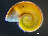  ( - HMSC174-03641)  @11 [ ] by-nc-sa  Unspecified Huntsman Marine Science Centre