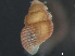  (Boreocingula - HMSC174-03646)  @11 [ ] by-nc-sa  Unspecified Huntsman Marine Science Centre