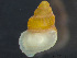  ( - HMSC174_03766)  @11 [ ] by-nc-sa  Unspecified Huntsman Marine Science Centre