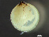  ( - HMSC174_03767)  @11 [ ] by-nc-sa  Unspecified Huntsman Marine Science Centre