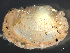  ( - HMSC174_03777)  @11 [ ] by-nc-sa  Unspecified Huntsman Marine Science Centre