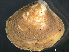  (Agriopoma - HMSC174_03785)  @11 [ ] by-nc-sa  Unspecified Huntsman Marine Science Centre