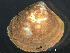  ( - HMSC174_03786)  @11 [ ] by-nc-sa  Unspecified Huntsman Marine Science Centre