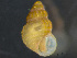 ( - HMSC174_03871)  @11 [ ] by-nc-sa  Unspecified Huntsman Marine Science Centre