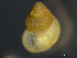  ( - HMSC174_03872)  @11 [ ] by-nc-sa  Unspecified Huntsman Marine Science Centre
