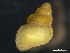  ( - HMSC174_03872)  @11 [ ] by-nc-sa  Unspecified Huntsman Marine Science Centre