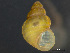  ( - HMSC174_03872)  @11 [ ] by-nc-sa  Unspecified Huntsman Marine Science Centre