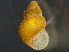  ( - HMSC174_03873)  @11 [ ] by-nc-sa  Unspecified Huntsman Marine Science Centre