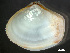  ( - HMSC174_03913)  @11 [ ] by-nc-sa  Unspecified Huntsman Marine Science Centre