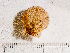  ( - HMSC174-00303)  @11 [ ] by-nc-sa  Unspecified Huntsman Marine Science Centre