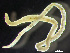  ( - HMSC174_01845)  @11 [ ] by-nc-sa  Unspecified Huntsman Marine Science Centre