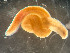  ( - HMSC174_02422)  @11 [ ] by-nc-sa  Unspecified Huntsman Marine Science Centre