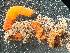  ( - HMSC174_02428)  @11 [ ] by-nc-sa  Unspecified Huntsman Marine Science Centre