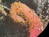  ( - HMSC174-03420)  @11 [ ] by-nc-sa  Unspecified Huntsman Marine Science Centre