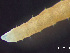 ( - HMSC174-03528)  @11 [ ] by-nc-sa  Unspecified Huntsman Marine Science Centre
