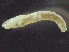  (Paranais litoralis - HMSC174-03665)  @11 [ ] by-nc-sa  Unspecified Huntsman Marine Science Centre
