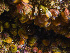  ( - HMSC174-00069)  @11 [ ] CreativeCommons - Attribution Non-Commercial Share-Alike (2023) Unspecified Huntsman Marine Science Centre