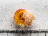  ( - HMSC174-00069)  @11 [ ] by-nc-sa  Unspecified Huntsman Marine Science Centre
