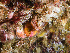  ( - HMSC174-00070)  @11 [ ] CreativeCommons - Attribution Non-Commercial Share-Alike (2023) Unspecified Huntsman Marine Science Centre