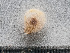  ( - HMSC174-00072)  @11 [ ] by-nc-sa  Unspecified Huntsman Marine Science Centre