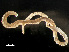  ( - HMSC174-00774)  @11 [ ] CreativeCommons - Attribution Non-Commercial Share-Alike (2023) Unspecified Huntsman Marine Science Centre