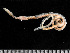  ( - HMSC174-00775)  @11 [ ] CreativeCommons - Attribution Non-Commercial Share-Alike (2023) Unspecified Huntsman Marine Science Centre
