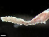  ( - HMSC174-00775)  @11 [ ] CreativeCommons - Attribution Non-Commercial Share-Alike (2023) Unspecified Huntsman Marine Science Centre