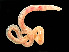  ( - HMSC174-00775)  @11 [ ] CreativeCommons - Attribution Non-Commercial Share-Alike (2023) Unspecified Huntsman Marine Science Centre
