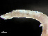  ( - HMSC174-00776)  @11 [ ] CreativeCommons - Attribution Non-Commercial Share-Alike (2023) Unspecified Huntsman Marine Science Centre