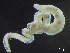  ( - HMSC174-01585)  @11 [ ] CreativeCommons - Attribution Non-Commercial Share-Alike (2023) Unspecified Huntsman Marine Science Centre