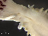  (Bispira - HMSC174_01112)  @11 [ ] by-nc-sa  Unspecified Huntsman Marine Science Centre