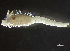 ( - HMSC174_01142)  @11 [ ] by-nc-sa  Unspecified Huntsman Marine Science Centre